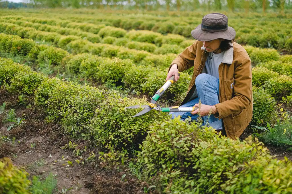 A landscaper trimming hedges with pruning shears